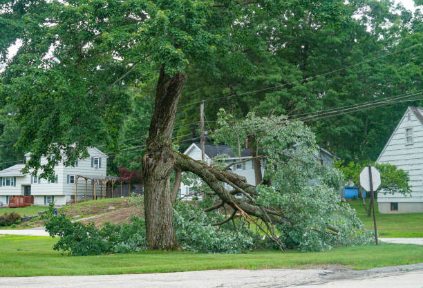 Best Tree Trimming and Pruning  in Blaine, WA