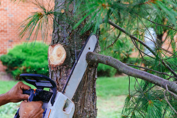 Why Choose Our Tree Removal Services in Blaine, WA?